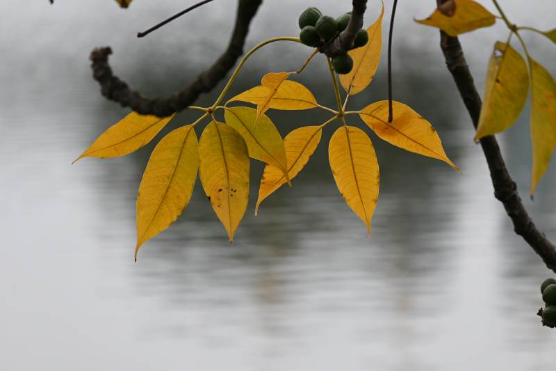 秋叶映水 静谧之美图片