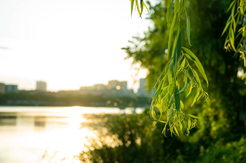 夕阳下的柳叶轻舞图片