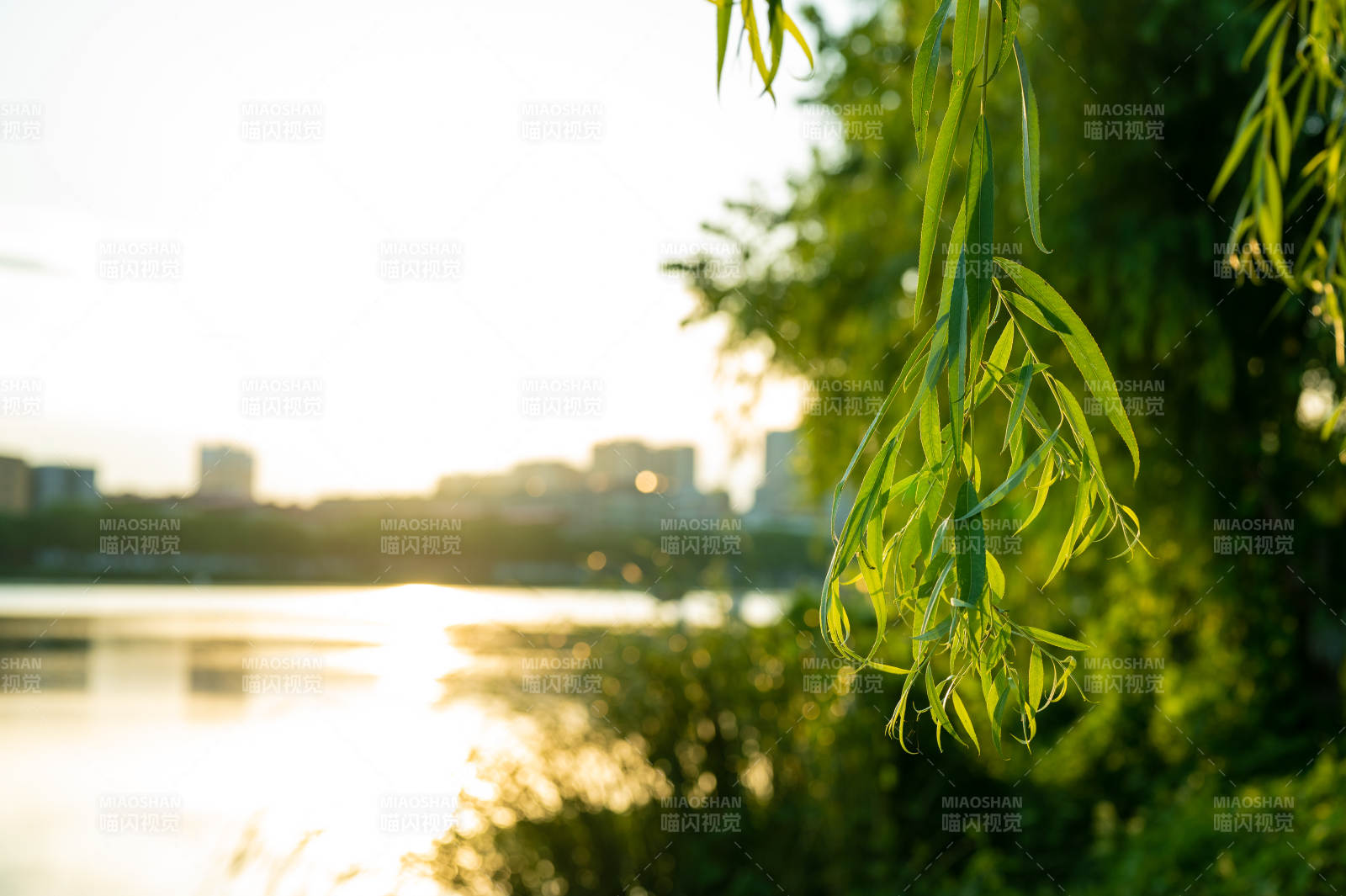 夕阳下的柳叶轻舞图片