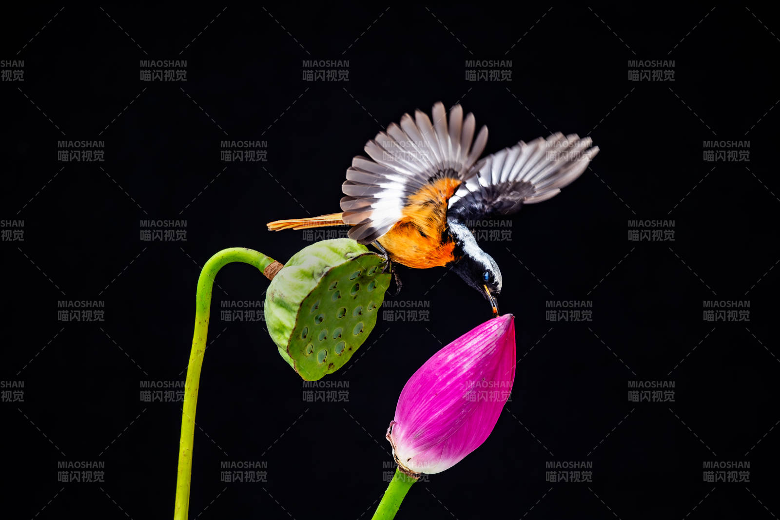 鸟儿飞舞 莲花静美图片