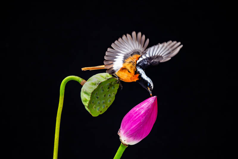 鸟儿飞舞 莲花静美图片