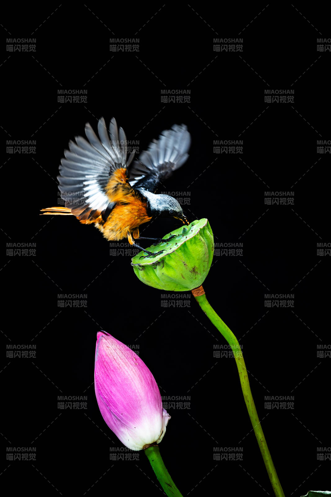 鸟儿轻触莲蓬瞬间图片