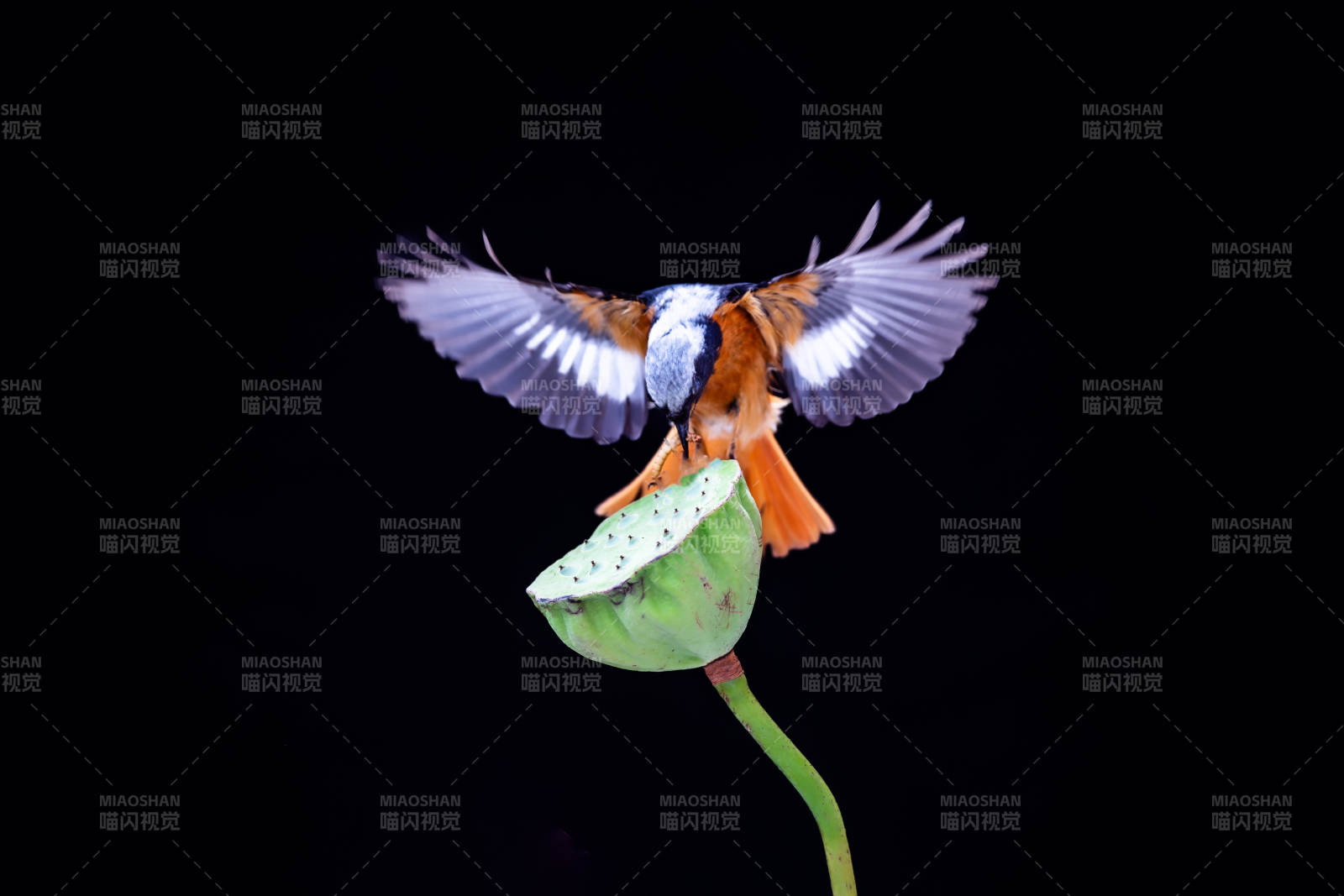 鸟儿展翅 莲蓬之上图片