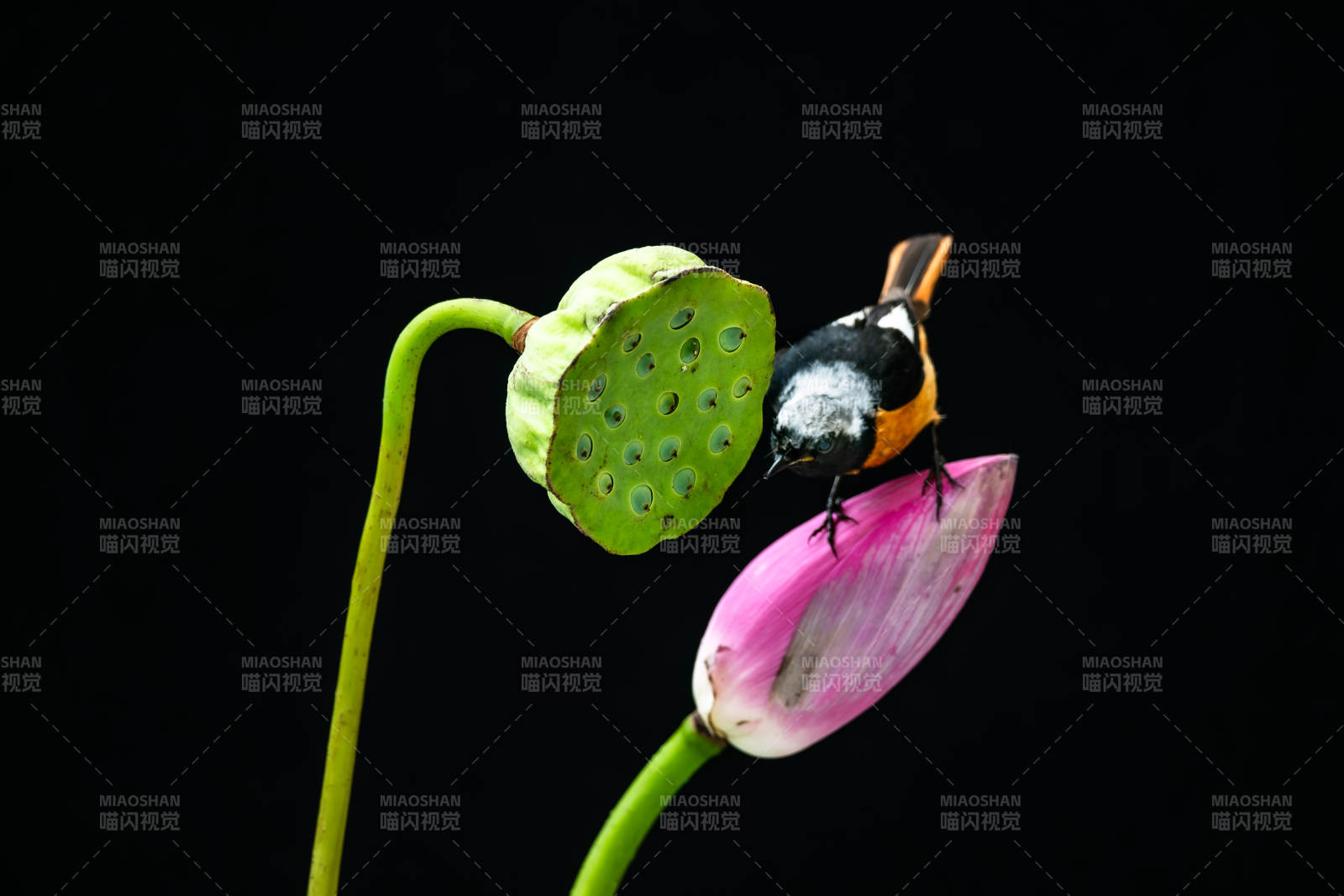 蜂栖莲蓬 静谧之美图片