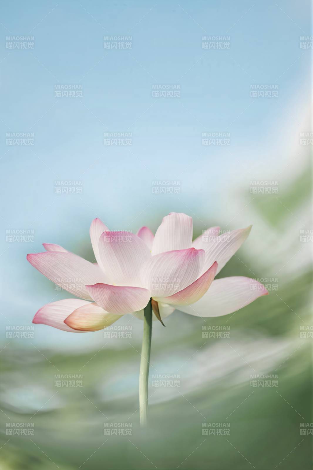 静谧莲花 淡雅之美图片