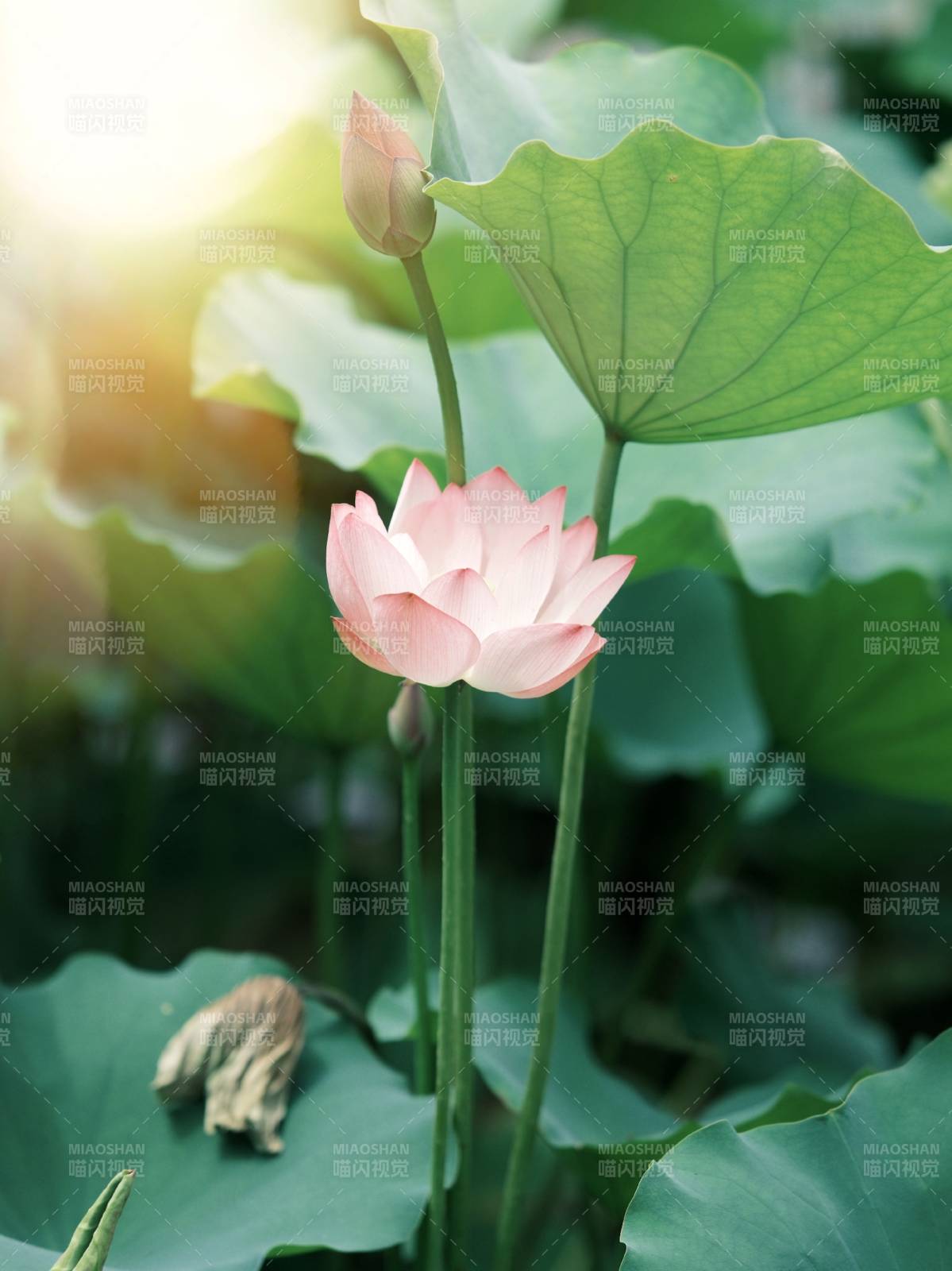 莲花盛开 绿叶相伴图片