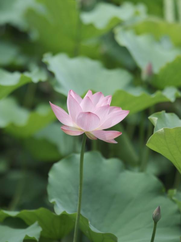 粉色莲花静谧绽放图片