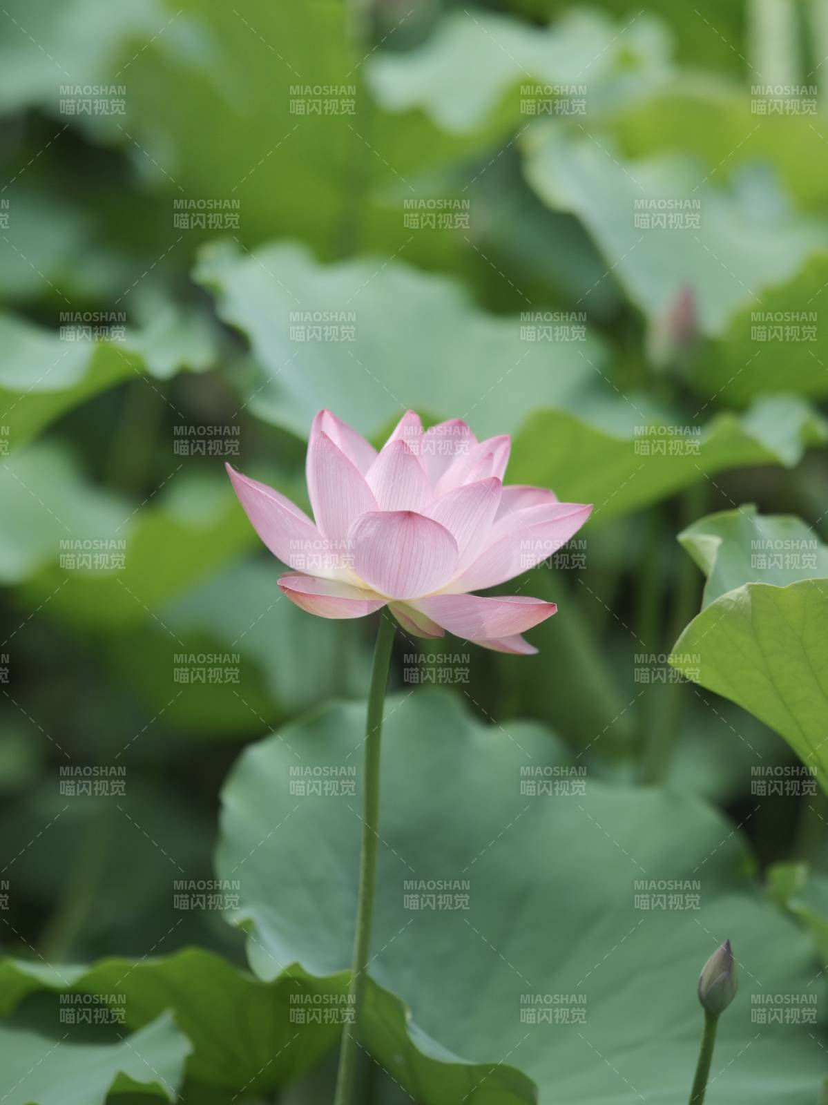 粉色莲花静谧绽放图片