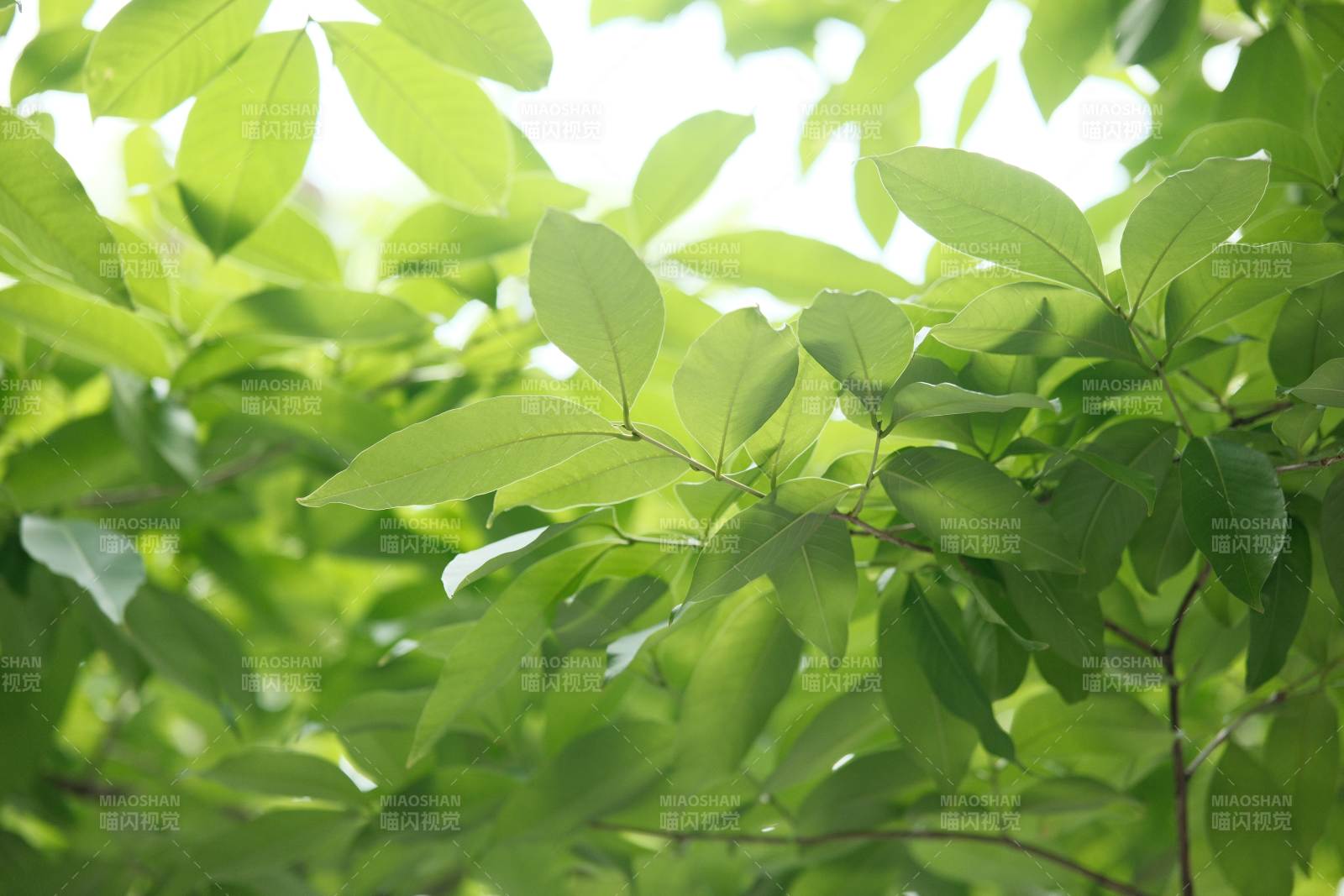 阳光穿透绿叶的瞬间图片