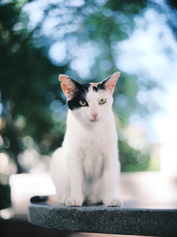 黑白猫咪静坐石台图片