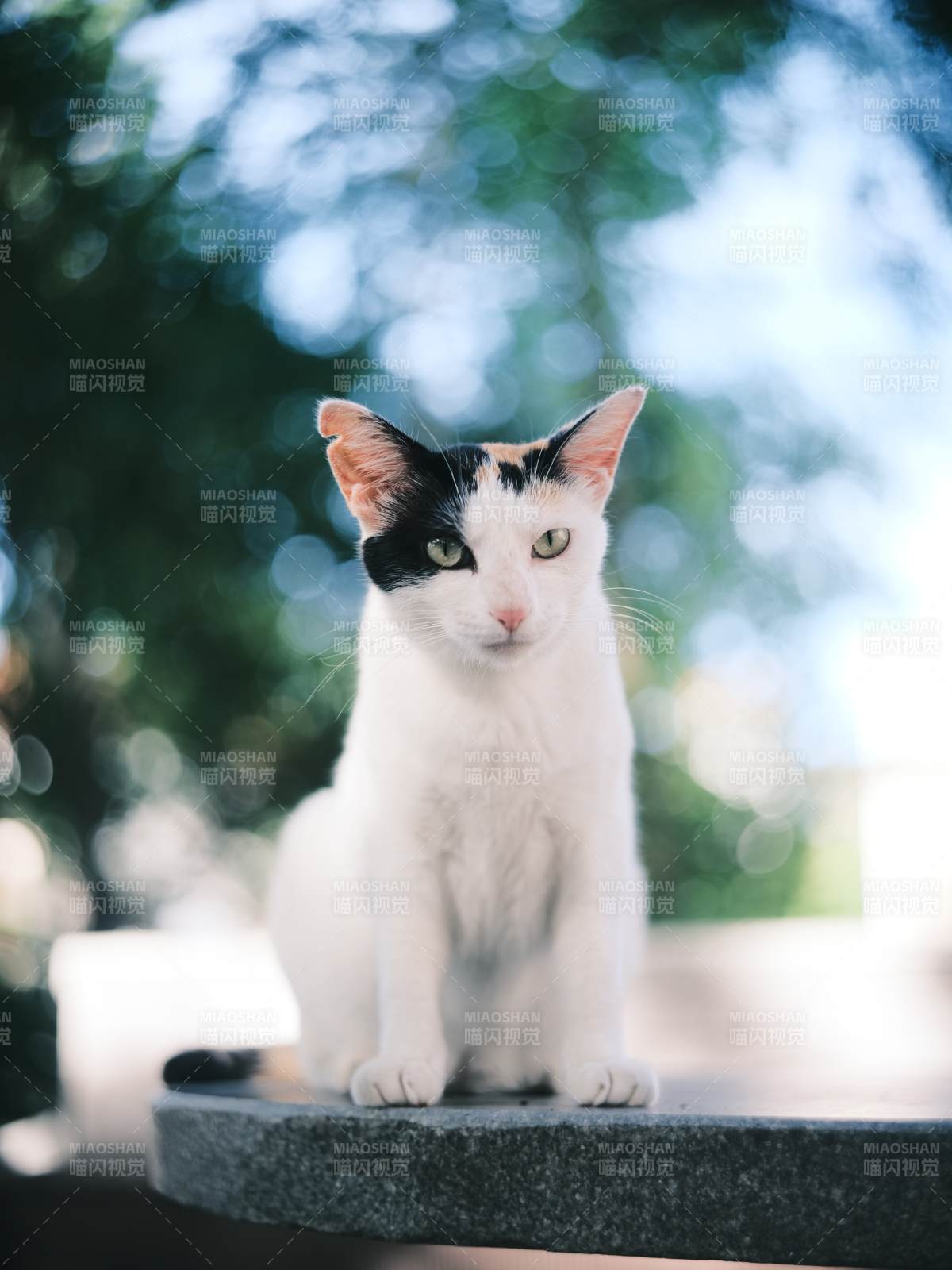 黑白猫咪静坐石台图片