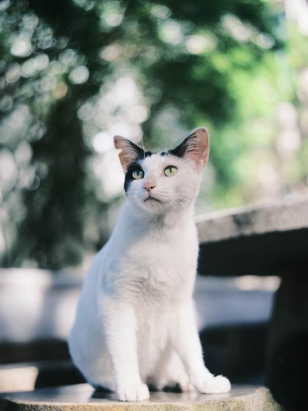 白猫静坐 绿意盎然图片