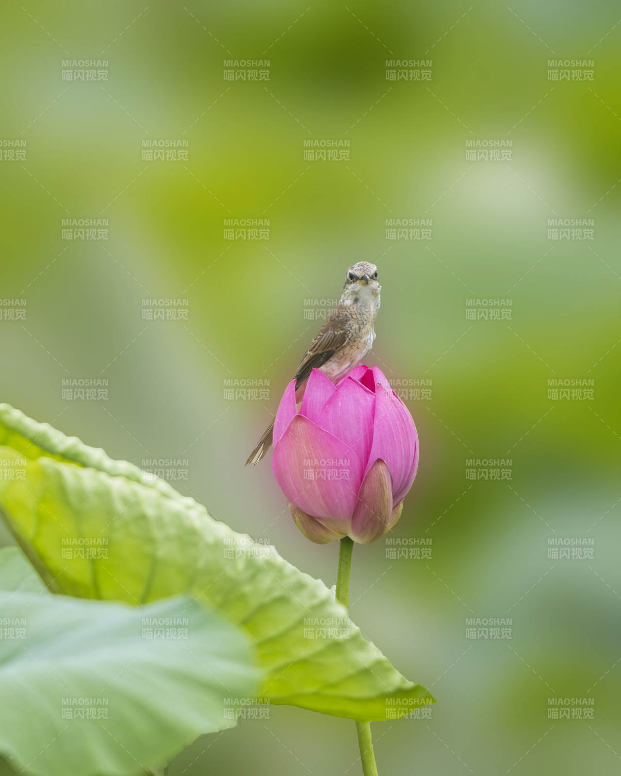 小鸟栖息莲花上图片