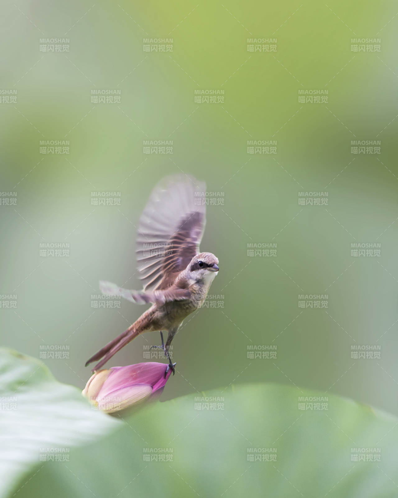 小鸟停歇荷花上展翅图片