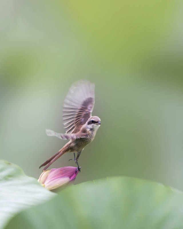 小鸟停歇荷花上展翅图片