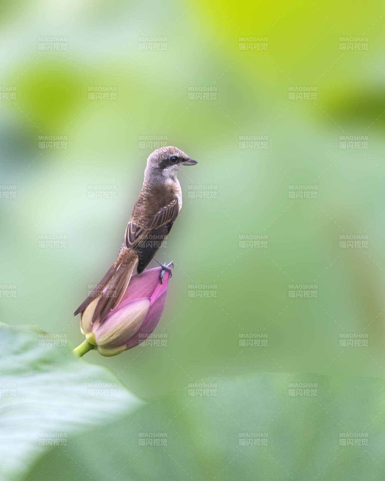 小鸟栖息莲花上图片