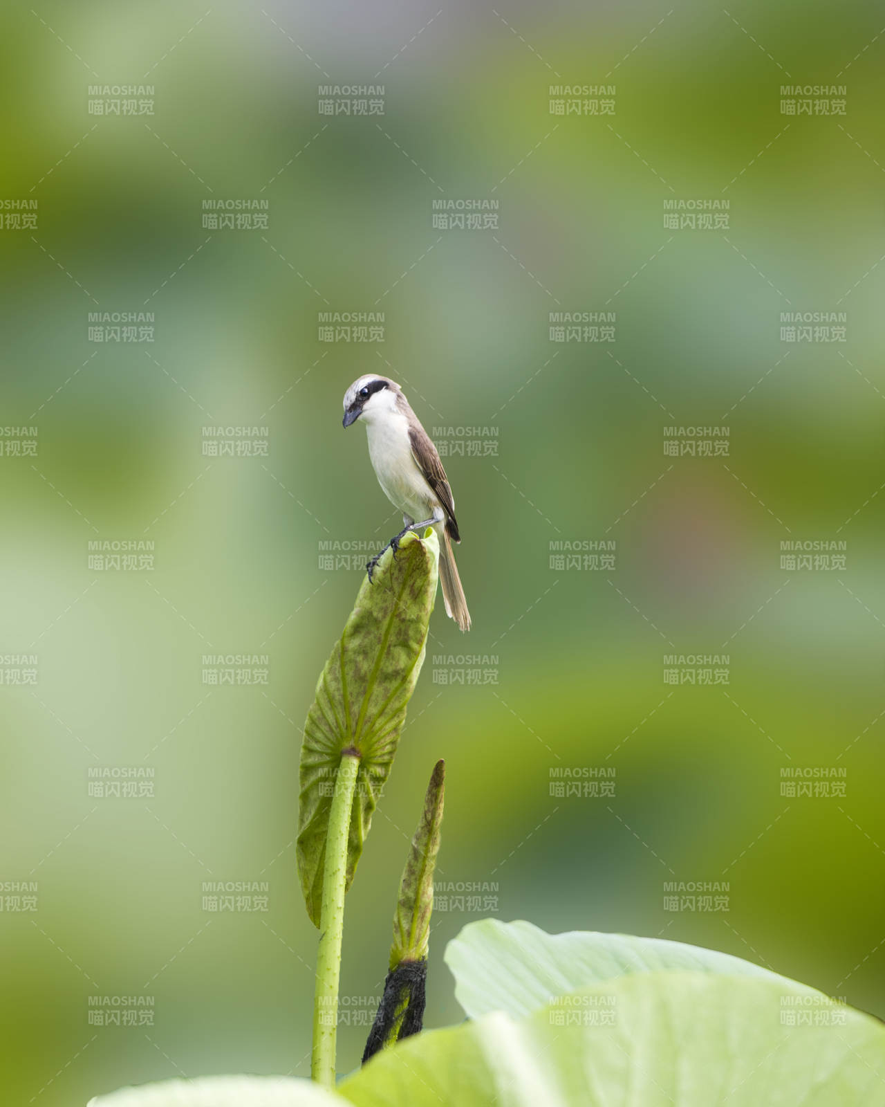 荷叶上的小鸟图片