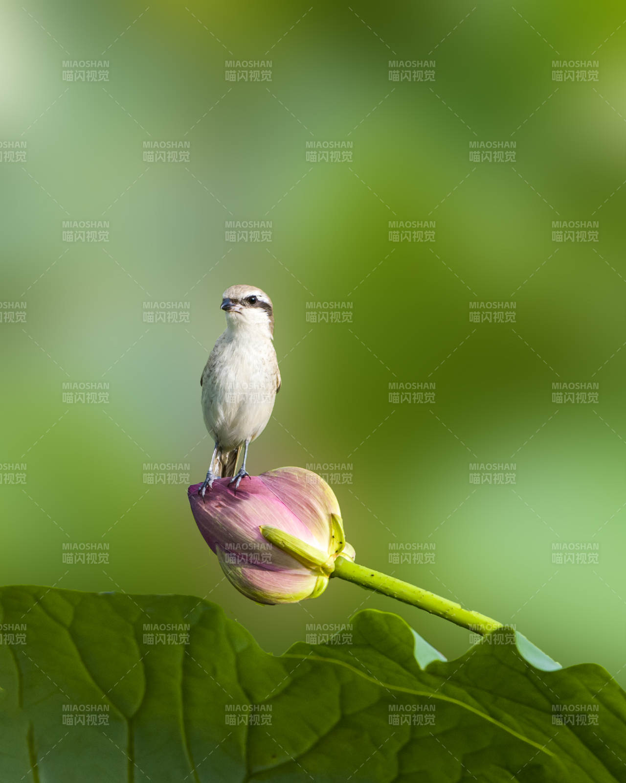 小鸟栖息莲花上图片