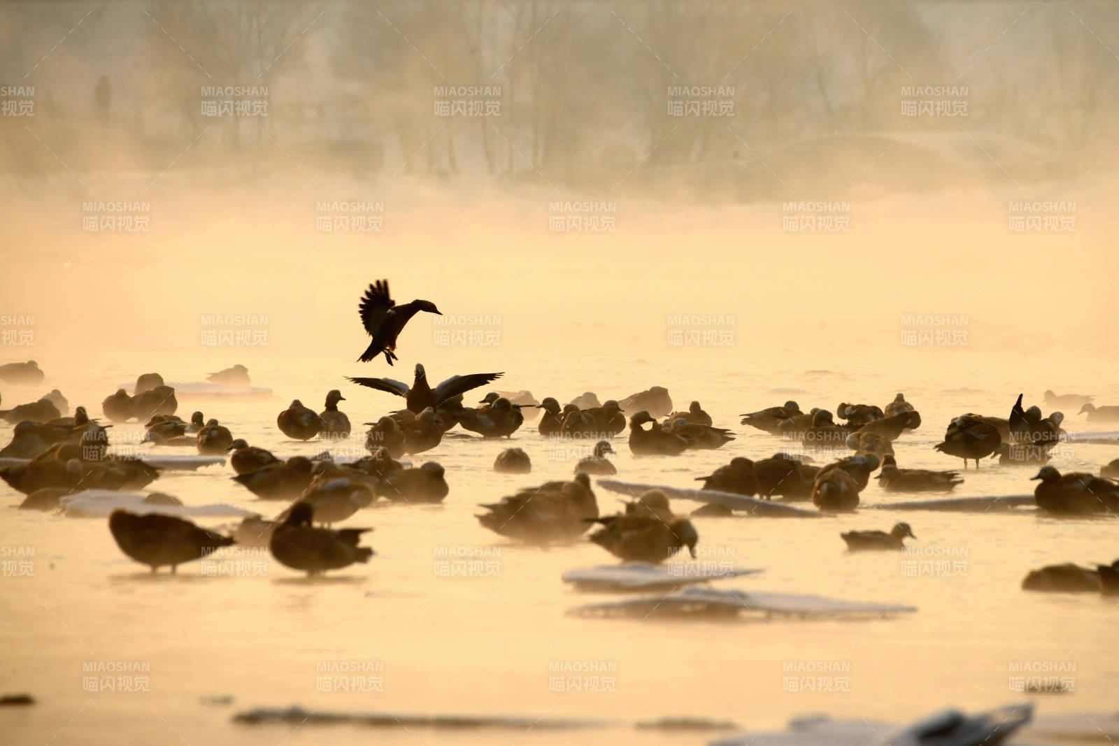 晨雾中的鸭群飞翔图片