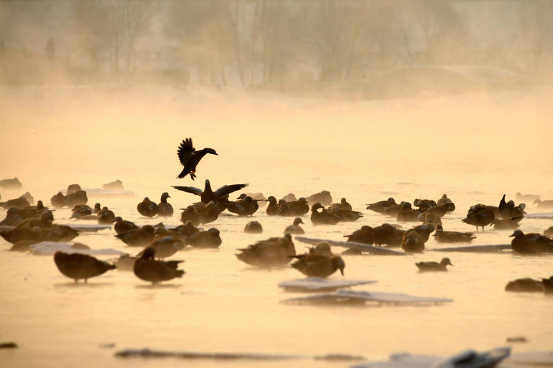 晨雾中的鸭群飞翔图片