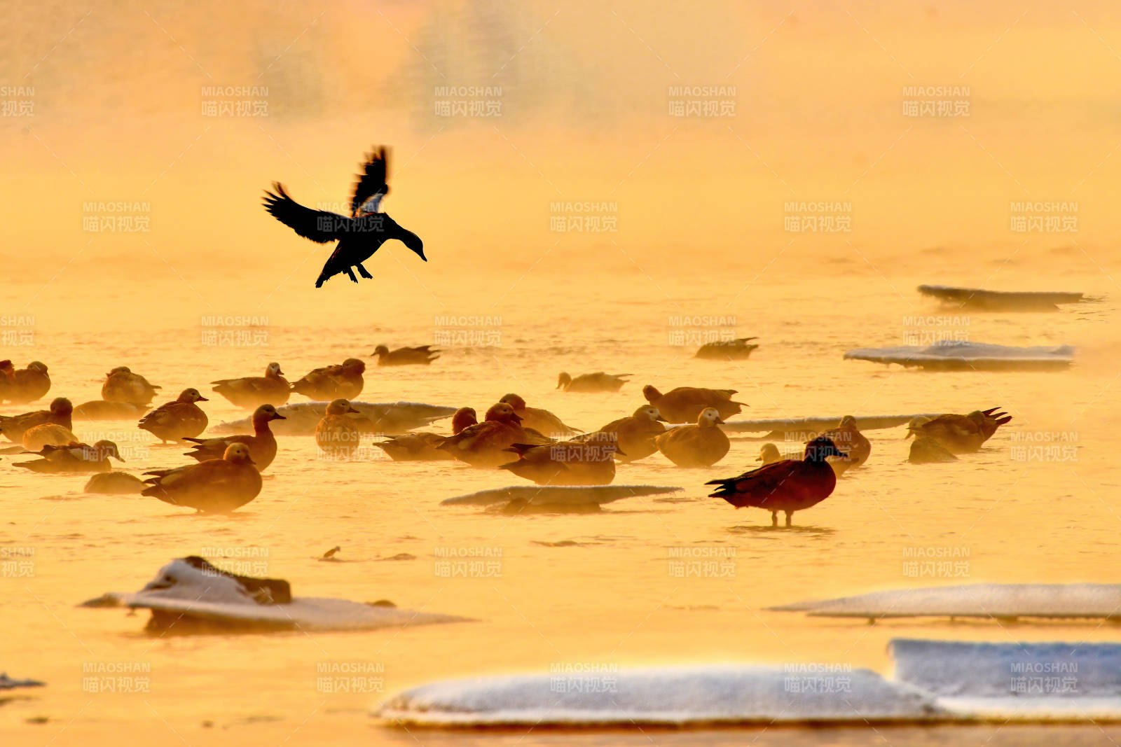 晨曦中的飞鸟与鸭群图片