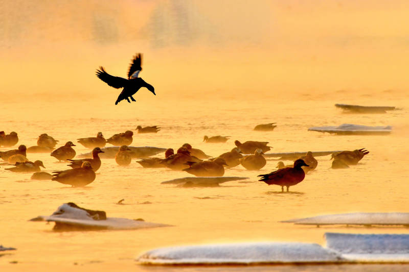 晨曦中的飞鸟与鸭群图片