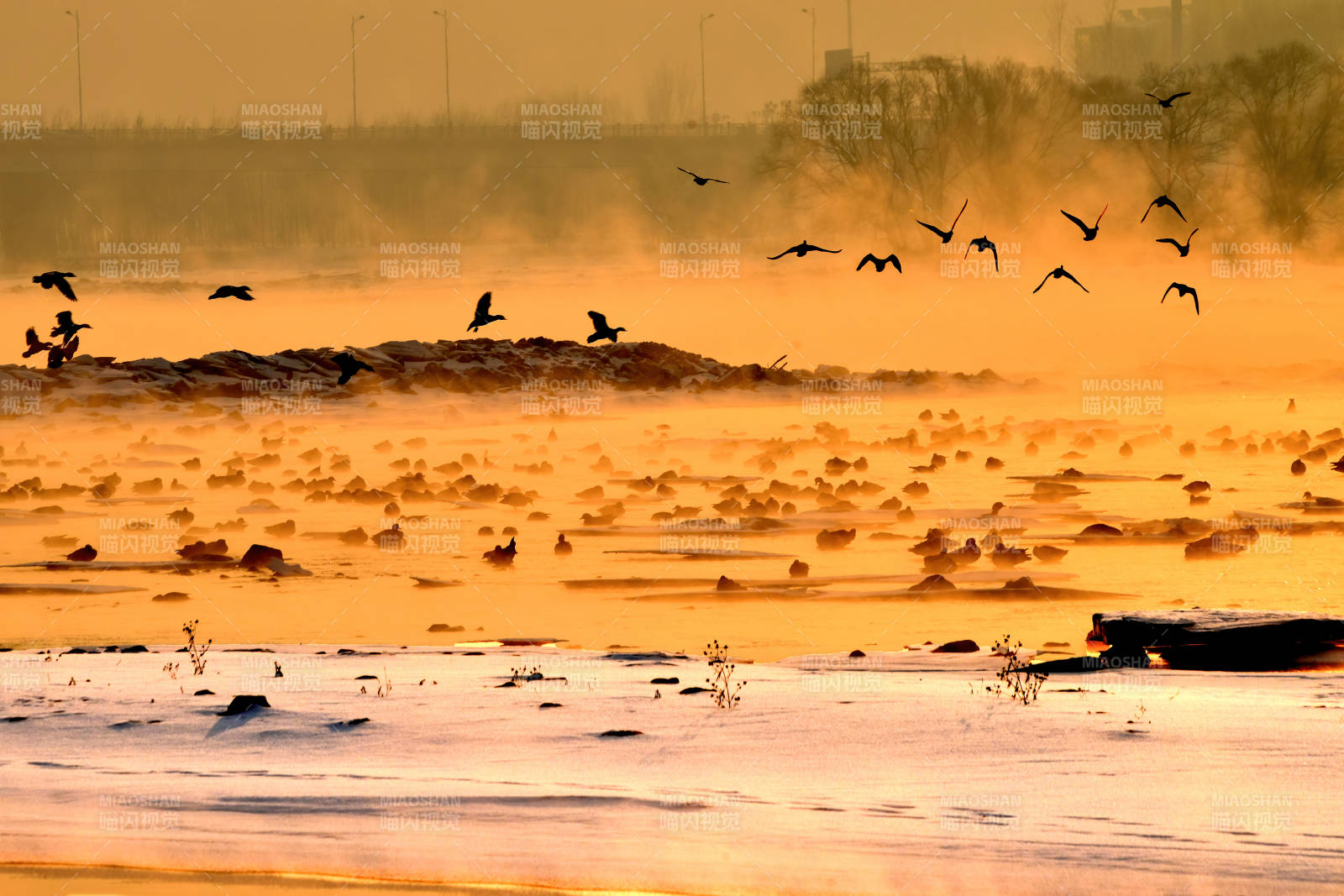 晨雾中的鸟群图片