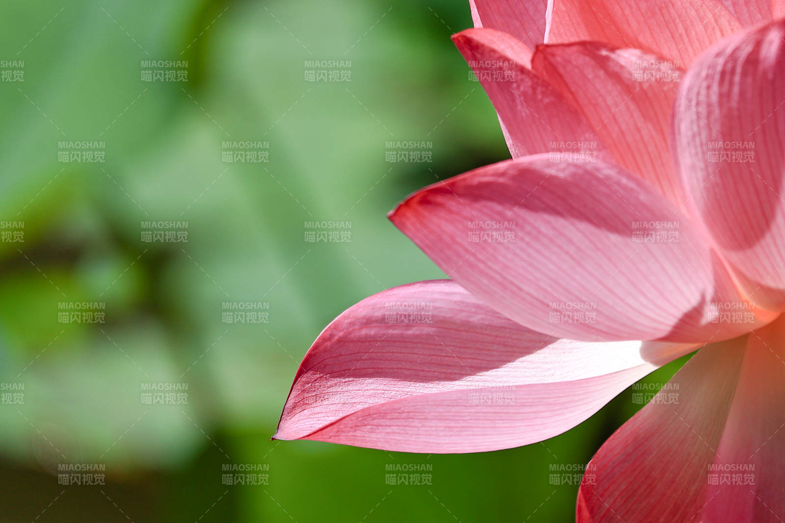 粉色莲花的优雅绽放图片