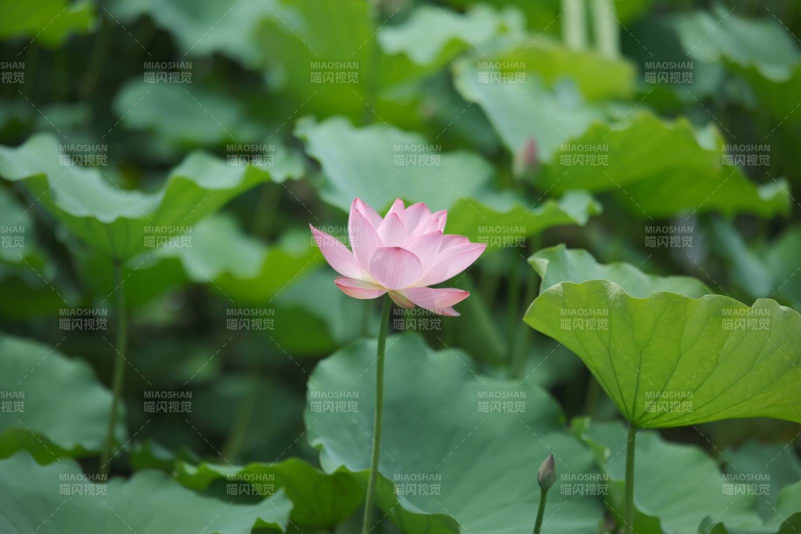 池塘中的粉色莲花图片