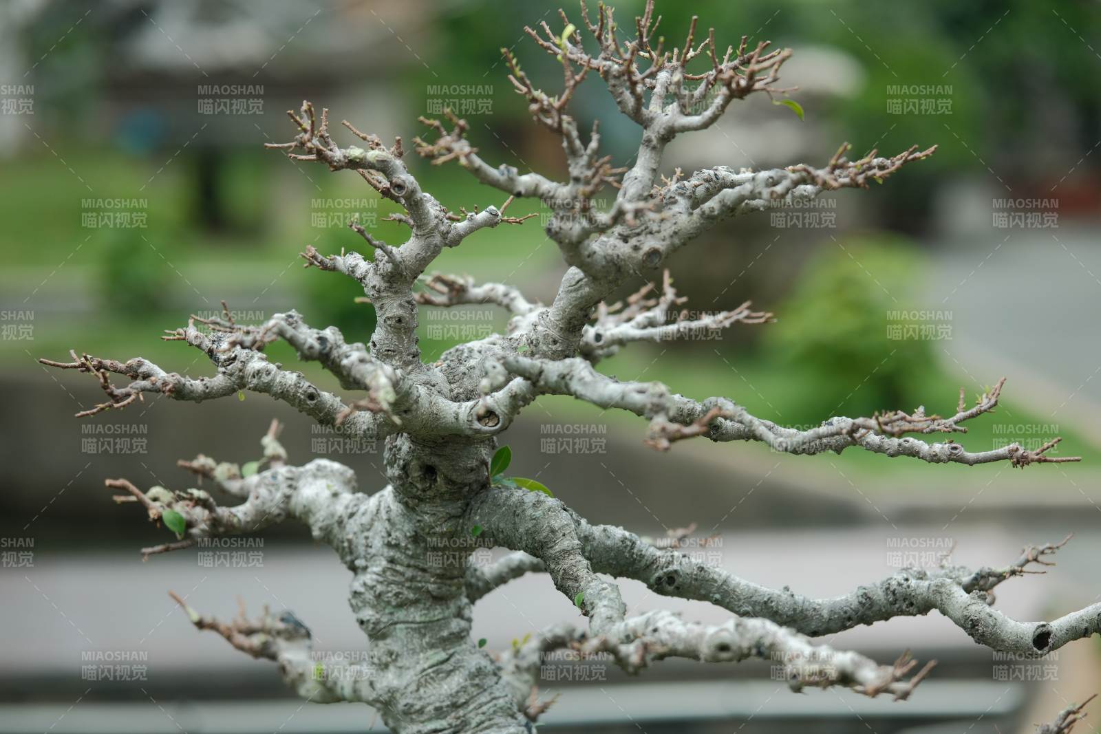 枯枝艺术 自然的雕塑之美图片