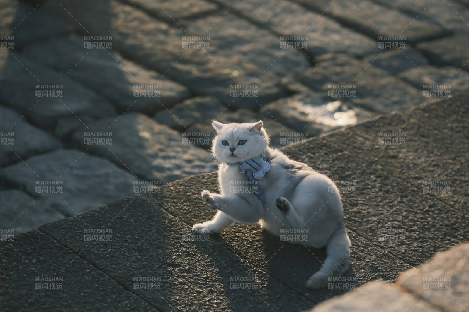 阳光下的白色猫咪图片