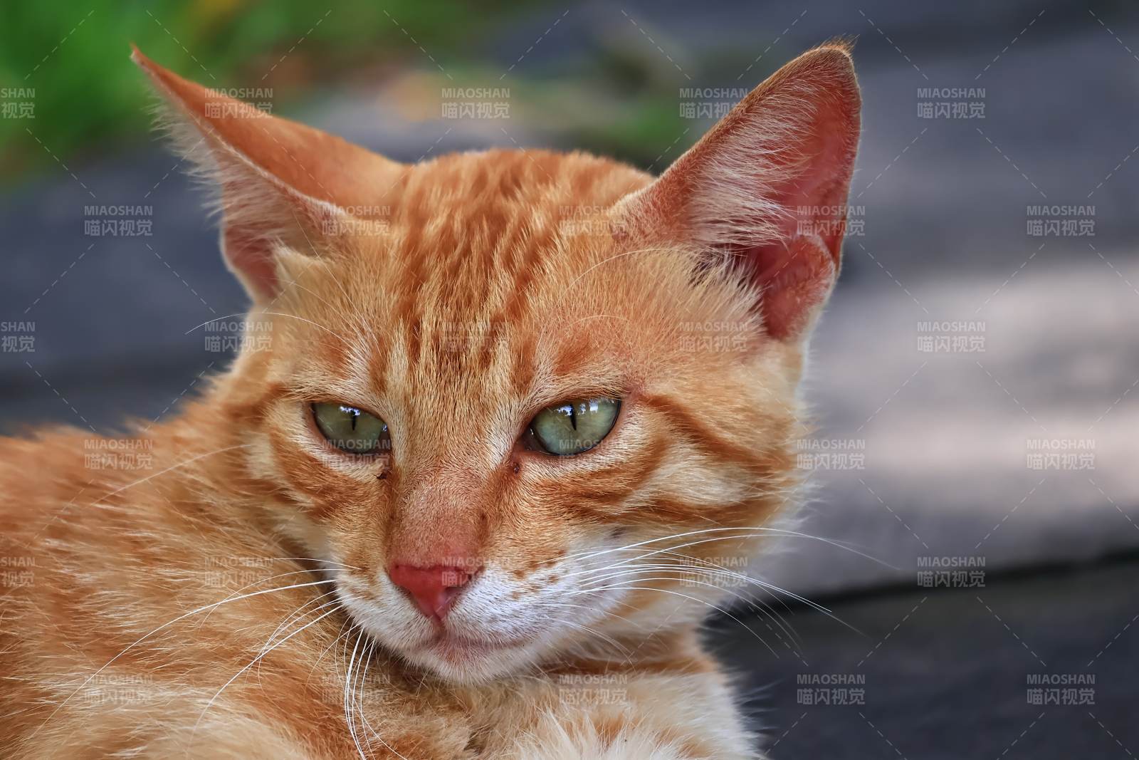 橙色猫咪的凝视图片