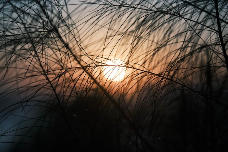 夕阳透过草丛的光芒图片