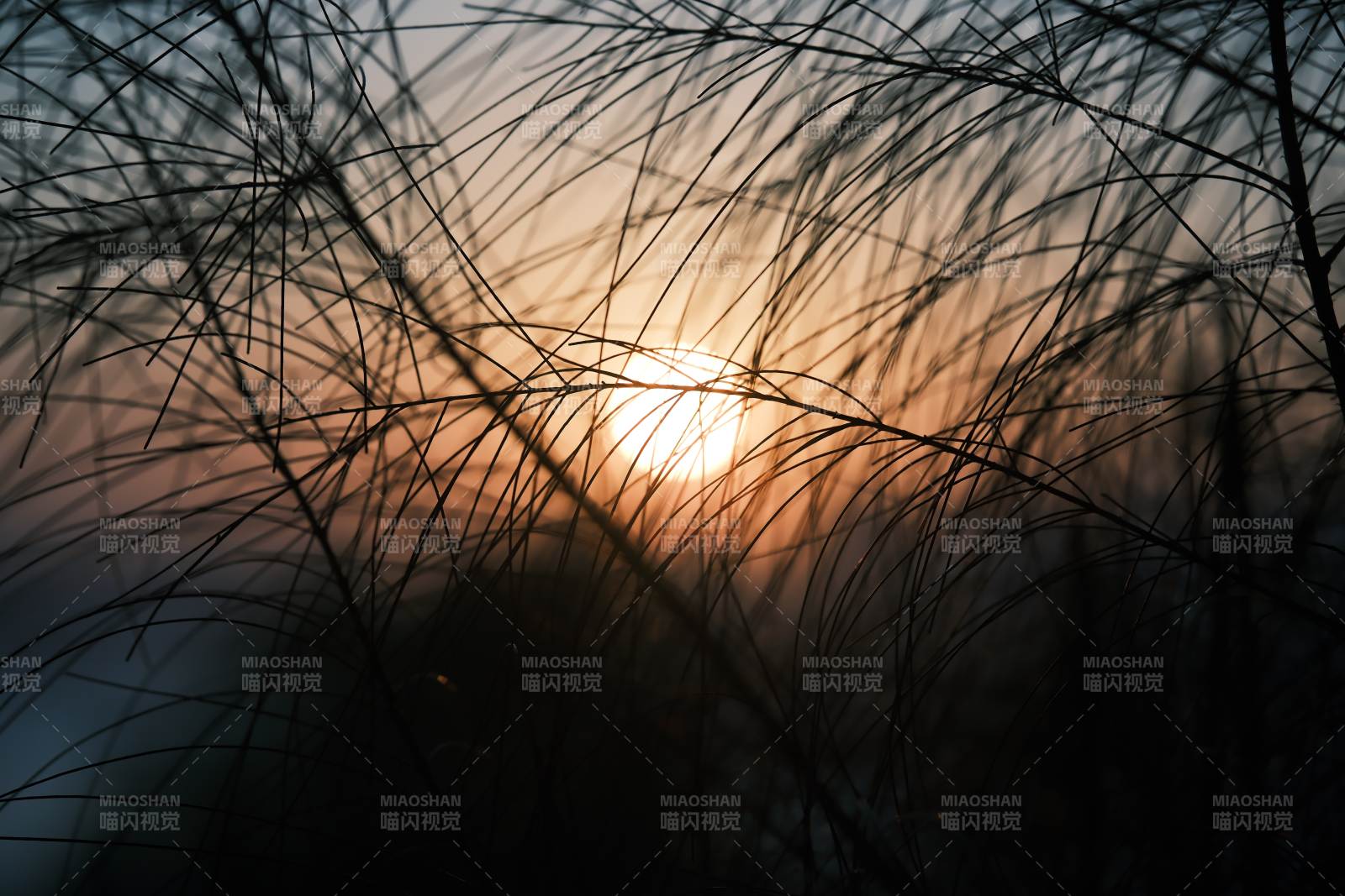 夕阳透过草丛的光芒图片
