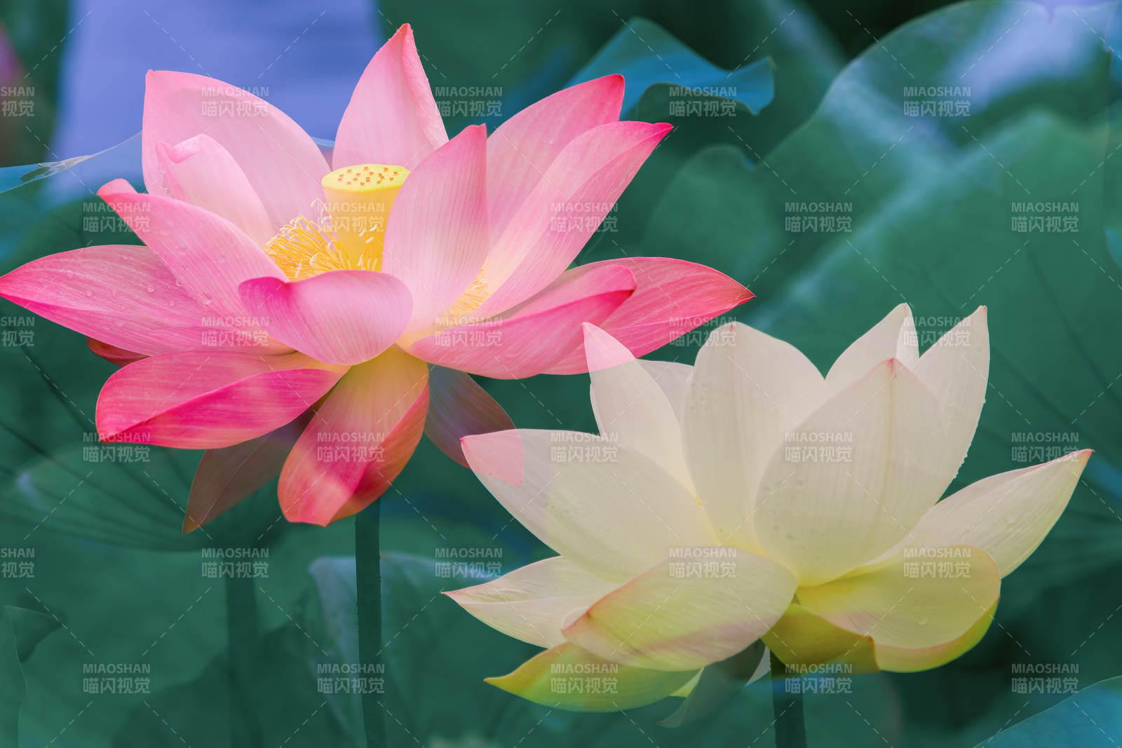 荷花绽放 清新雅致图片