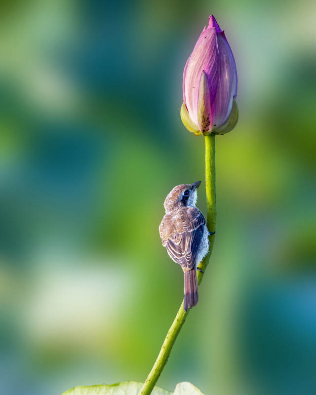 小鸟与莲花的静谧时光图片