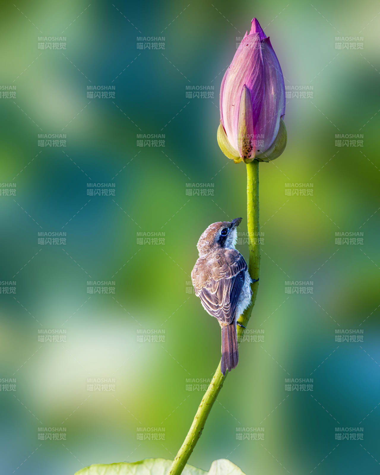 小鸟与莲花的静谧时光图片