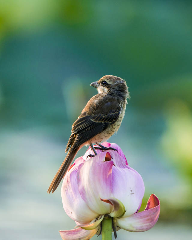 小鸟栖息莲花上图片