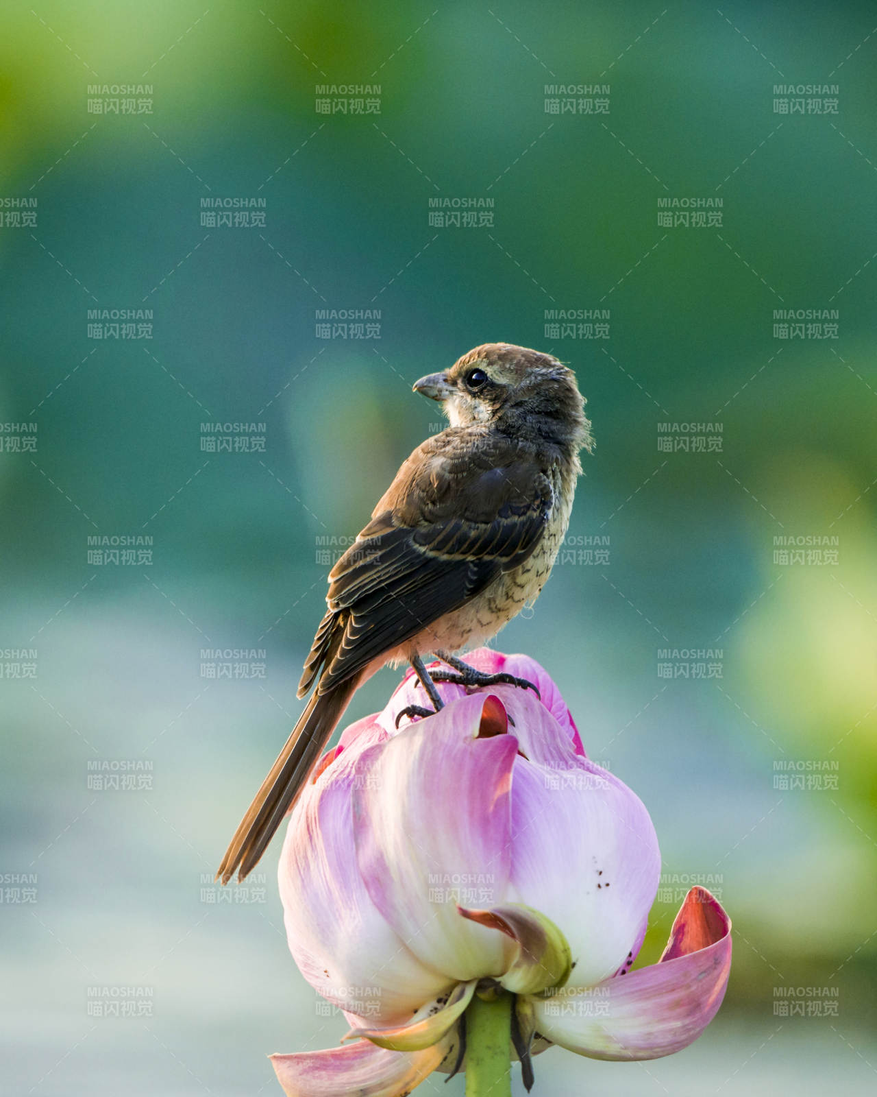 小鸟栖息莲花上图片