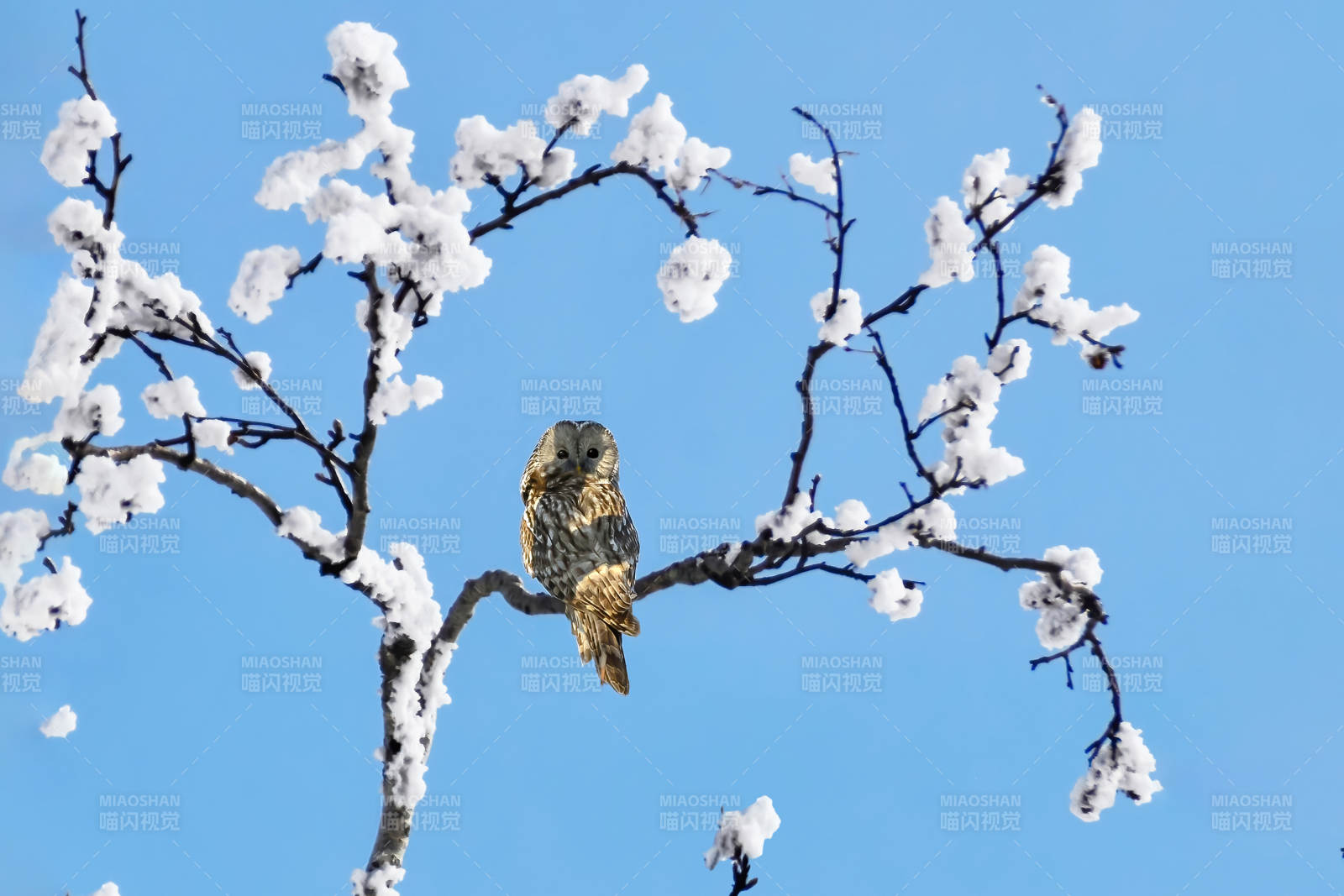 雪枝上的猫头鹰图片