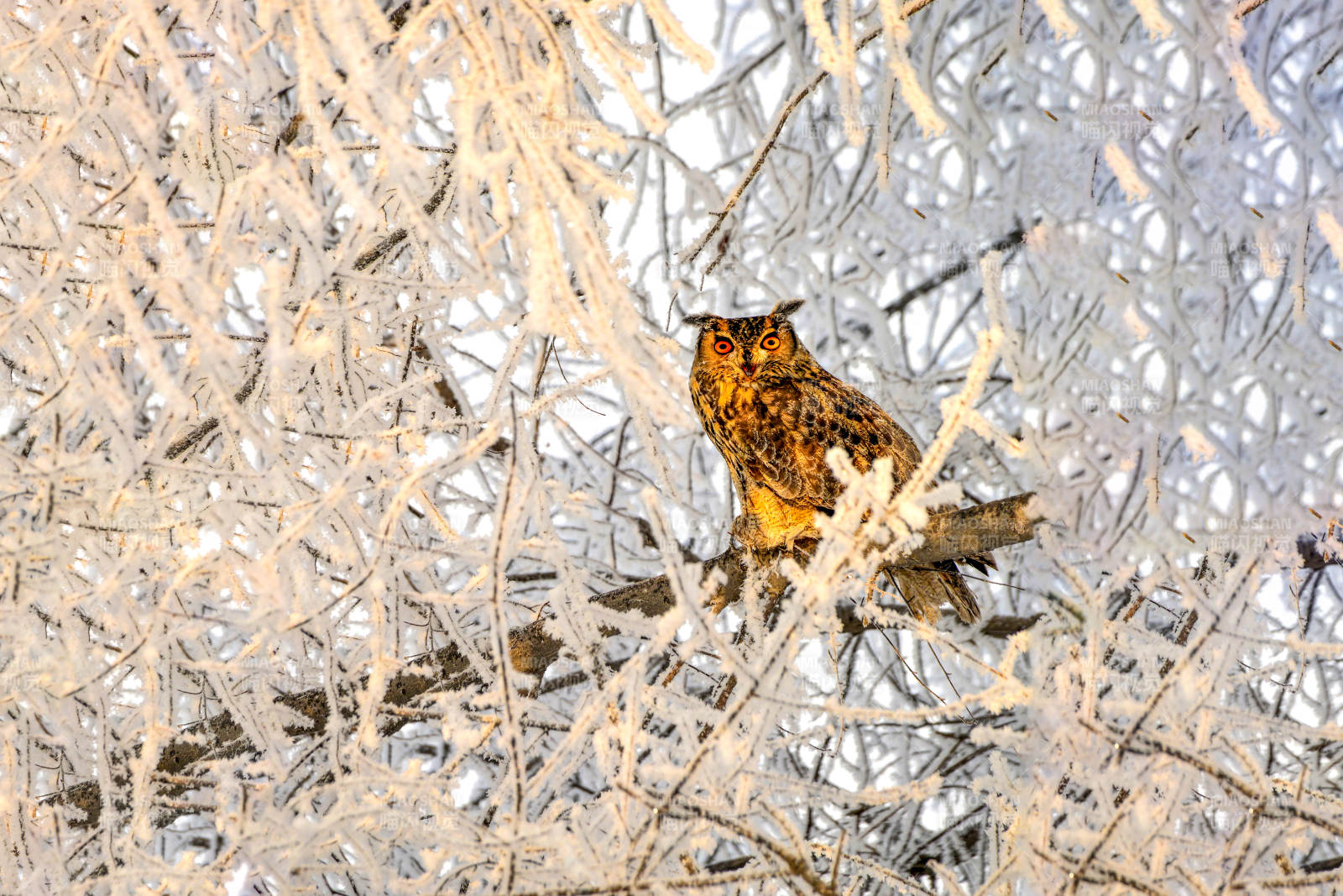 冬日雪林中的猫头鹰图片