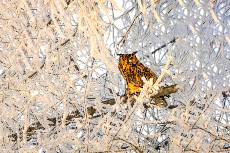 冬日雪林中的猫头鹰图片