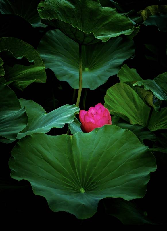 荷叶丛中一点红图片