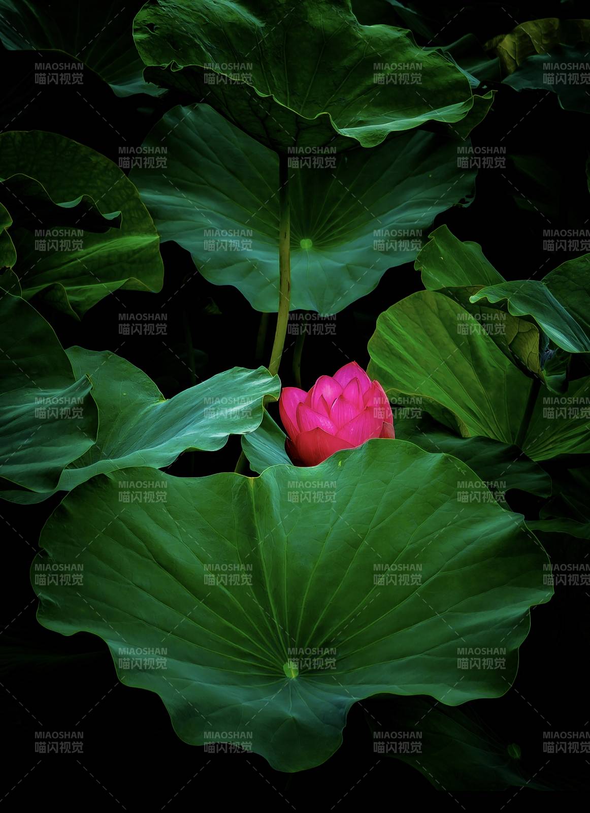 荷叶丛中一点红图片