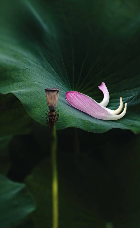 荷叶上的花瓣与莲蓬图片