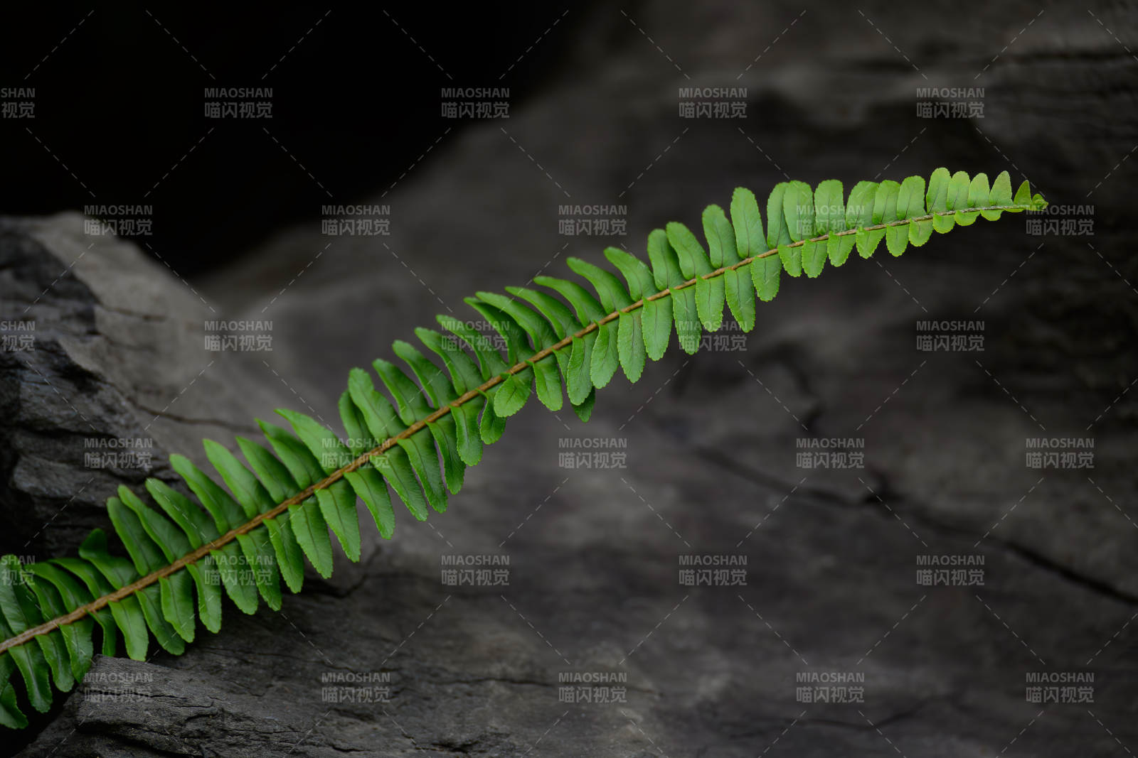 岩石上的绿叶蕨类植物图片