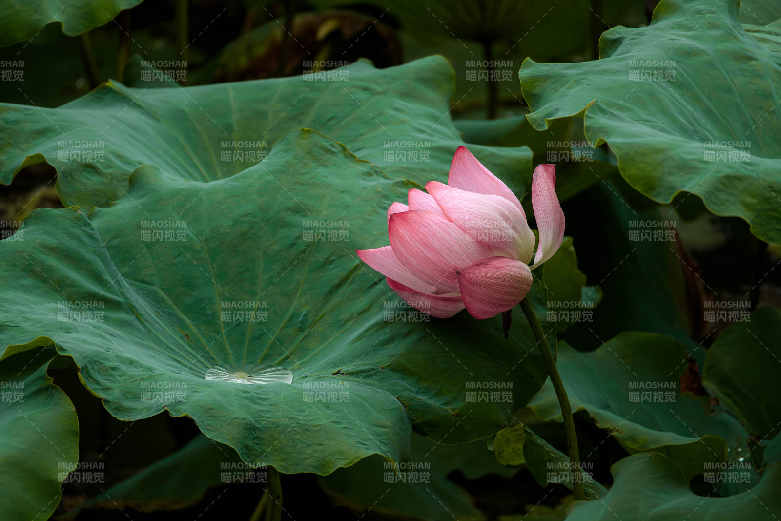 荷叶上的粉色莲花图片