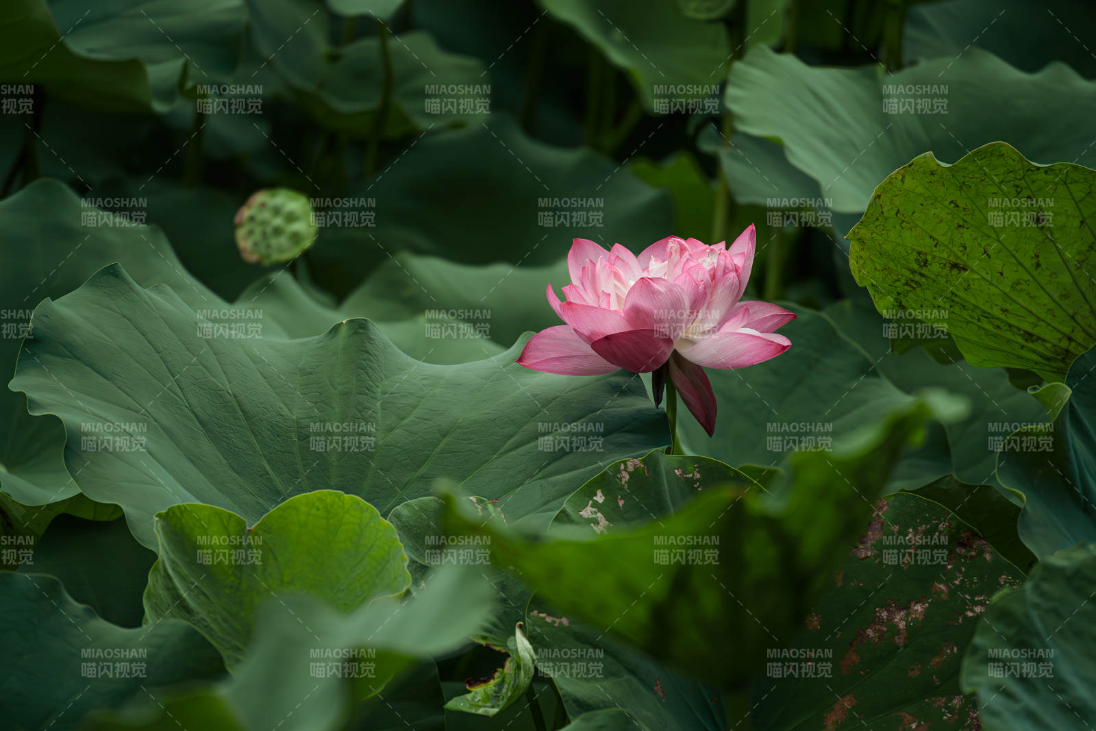 荷塘静谧 莲花绽放图片