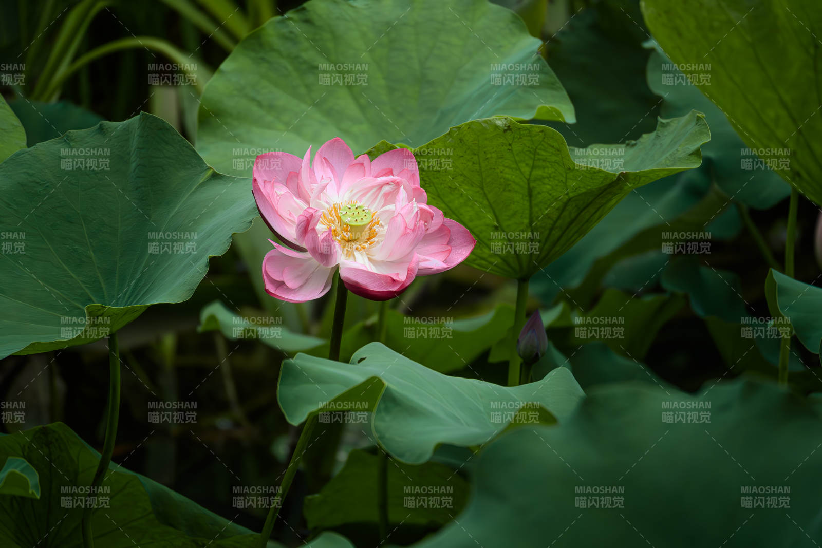 池塘中的莲花盛开图片