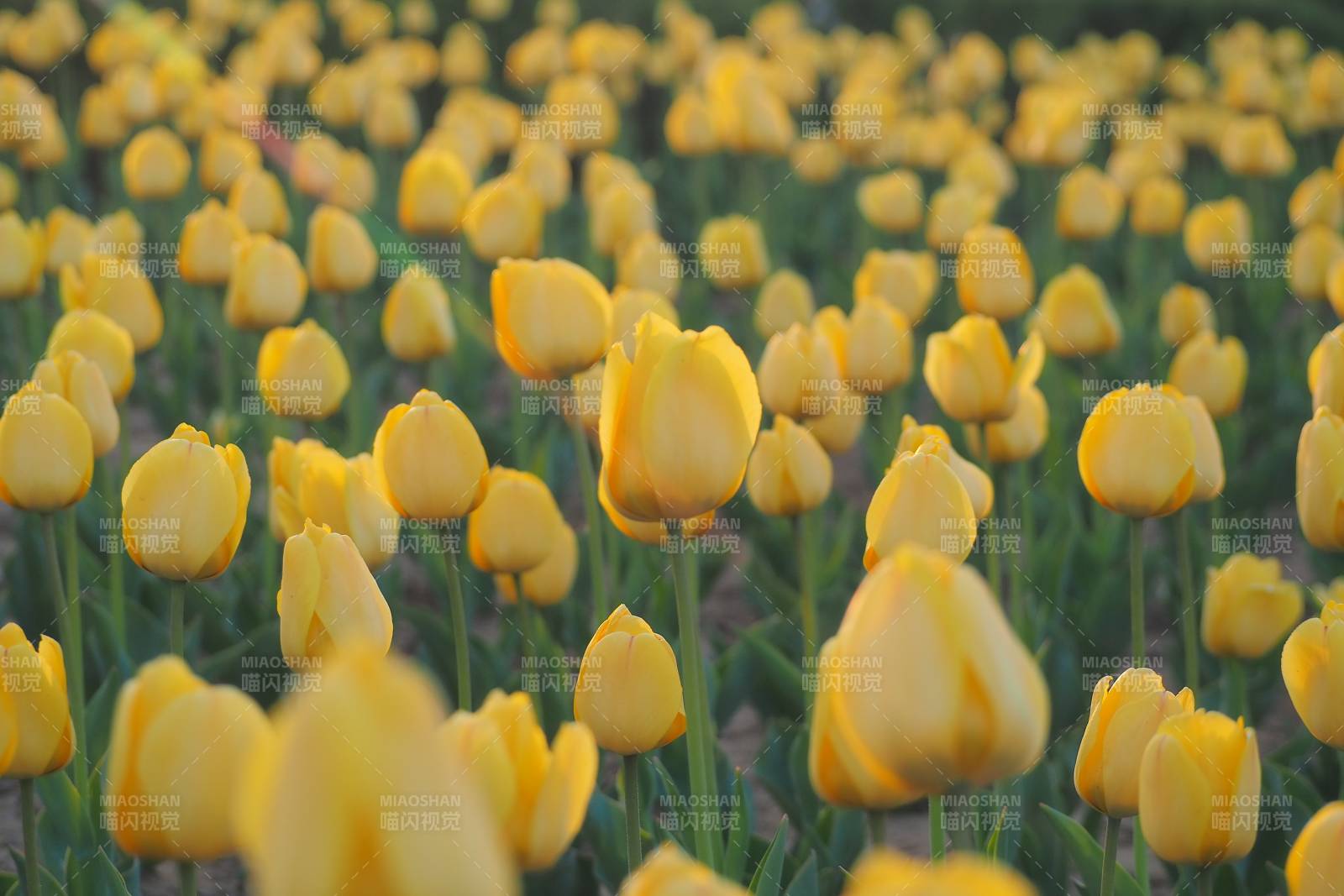 金色郁金香花海绽放图片